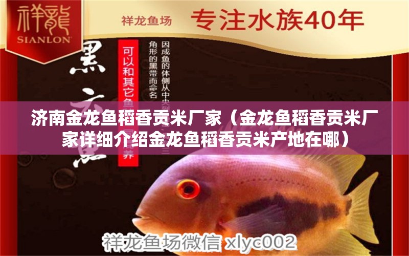 濟(jì)南金龍魚(yú)稻香貢米廠家（金龍魚(yú)稻香貢米廠家詳細(xì)介紹金龍魚(yú)稻香貢米產(chǎn)地在哪） 龍魚(yú)百科 第1張