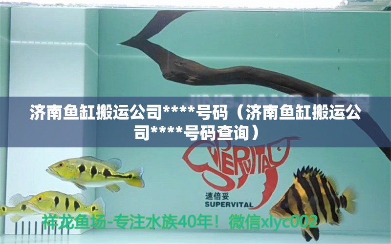 濟南魚缸搬運公司****號碼（濟南魚缸搬運公司****號碼查詢） 白化巴西龜（白巴）