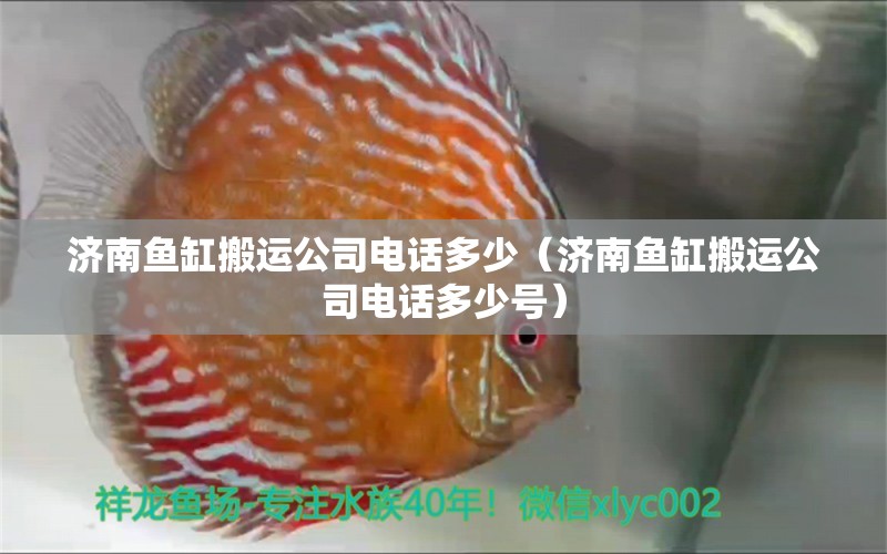 濟南魚缸搬運公司電話多少（濟南魚缸搬運公司電話多少號） ?；?異型虎魚/純色虎魚