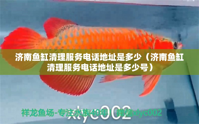 濟(jì)南魚缸清理服務(wù)電話地址是多少（濟(jì)南魚缸清理服務(wù)電話地址是多少號(hào)）