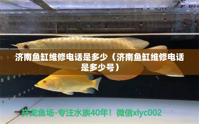 濟南魚缸維修電話是多少（濟南魚缸維修電話是多少號） 其他品牌魚缸