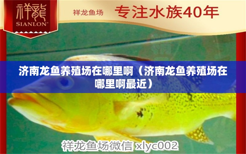 濟(jì)南龍魚(yú)養(yǎng)殖場(chǎng)在哪里?。?jì)南龍魚(yú)養(yǎng)殖場(chǎng)在哪里啊最近） 豬鼻龜