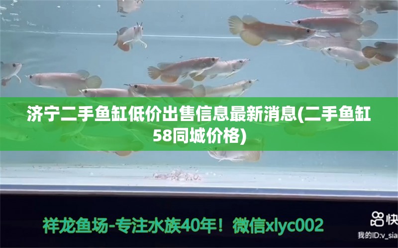 濟(jì)寧二手魚缸低價(jià)出售信息最新消息(二手魚缸58同城價(jià)格) 黃金眼鏡蛇雷龍魚