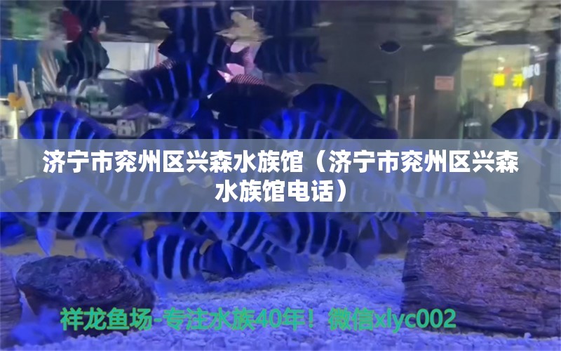 濟(jì)寧市兗州區(qū)興森水族館（濟(jì)寧市兗州區(qū)興森水族館電話）