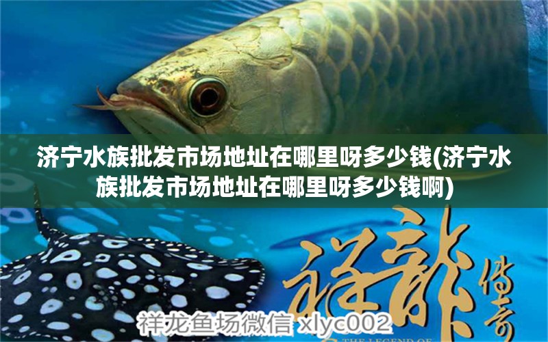 濟寧水族批發(fā)市場地址在哪里呀多少錢(濟寧水族批發(fā)市場地址在哪里呀多少錢啊)