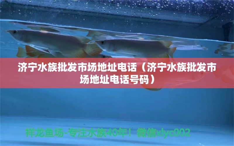 濟(jì)寧水族批發(fā)市場(chǎng)地址電話（濟(jì)寧水族批發(fā)市場(chǎng)地址電話號(hào)碼） 觀賞魚水族批發(fā)市場(chǎng)