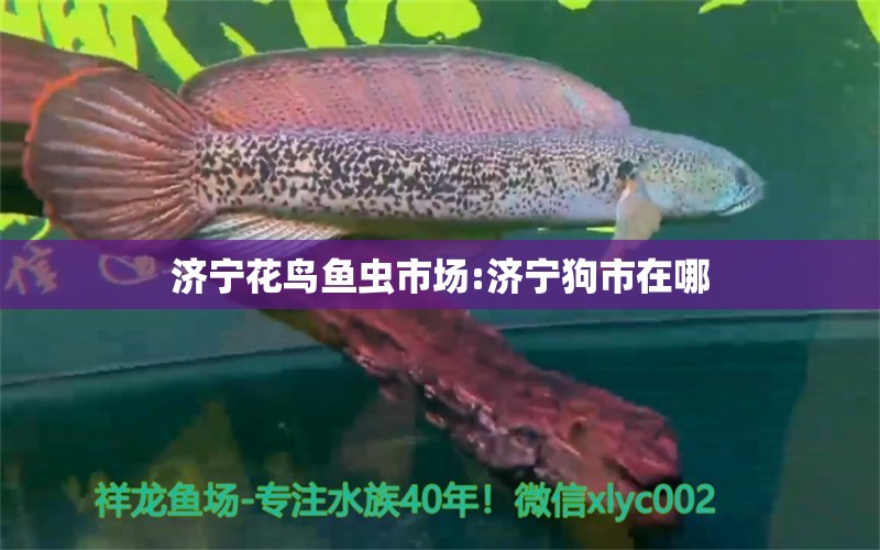 濟(jì)寧花鳥魚蟲市場:濟(jì)寧狗市在哪 觀賞魚企業(yè)目錄