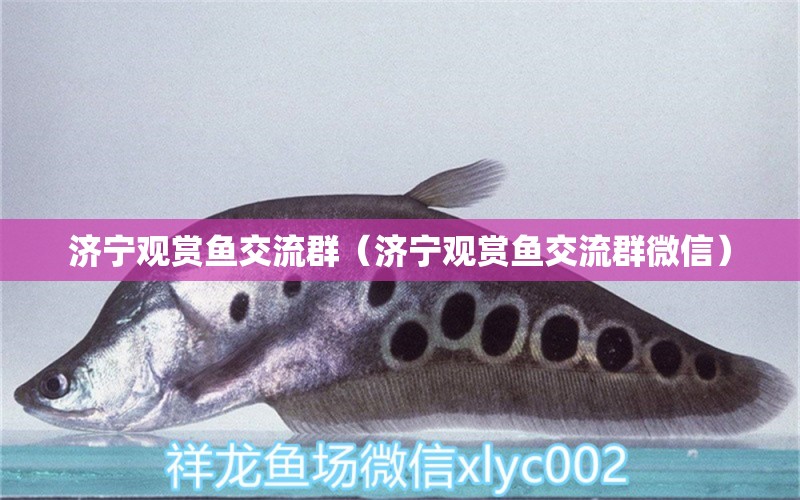 濟(jì)寧觀賞魚(yú)交流群（濟(jì)寧觀賞魚(yú)交流群微信）