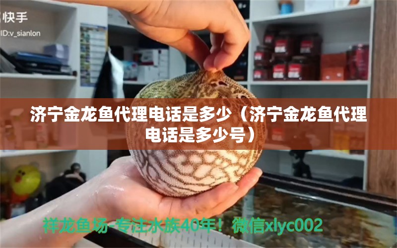 濟(jì)寧金龍魚代理電話是多少（濟(jì)寧金龍魚代理電話是多少號(hào)）