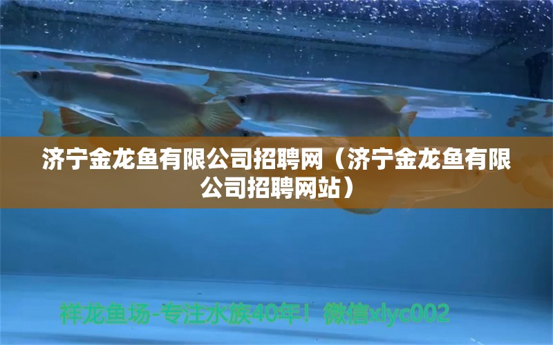 濟寧金龍魚有限公司招聘網(wǎng)（濟寧金龍魚有限公司招聘網(wǎng)站）