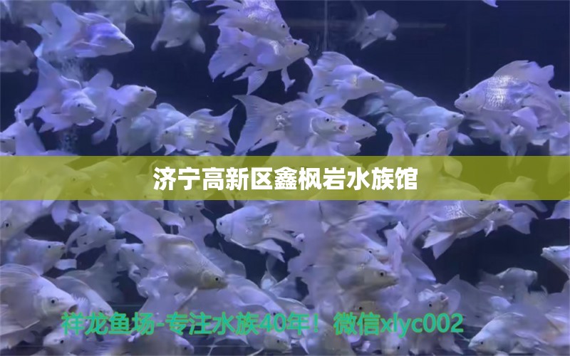 濟(jì)寧高新區(qū)鑫楓巖水族館 豹紋夫魚苗