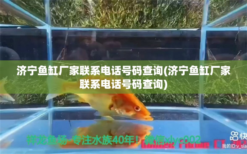 濟(jì)寧魚缸廠家聯(lián)系電話號碼查詢(濟(jì)寧魚缸廠家聯(lián)系電話號碼查詢) 斑馬鴨嘴魚苗