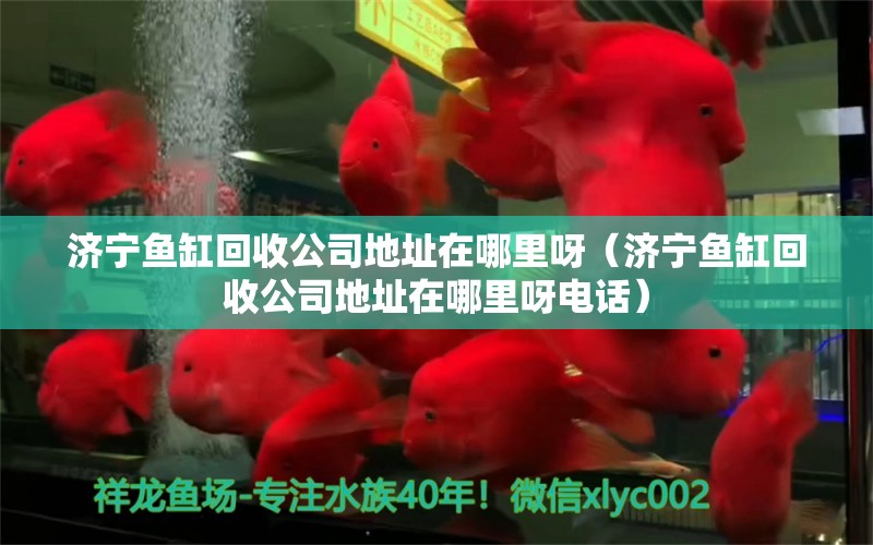 濟寧魚缸回收公司地址在哪里呀（濟寧魚缸回收公司地址在哪里呀電話） 黃寬帶蝴蝶魚