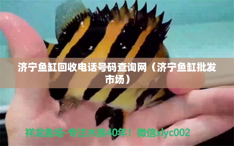 濟(jì)寧魚缸回收電話號碼查詢網(wǎng)（濟(jì)寧魚缸批發(fā)市場） 海象魚