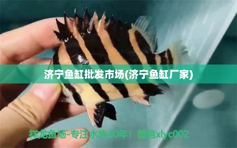 濟(jì)寧魚缸批發(fā)市場(濟(jì)寧魚缸廠家) 古典過背金龍魚