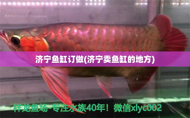 濟(jì)寧魚缸訂做(濟(jì)寧賣魚缸的地方)