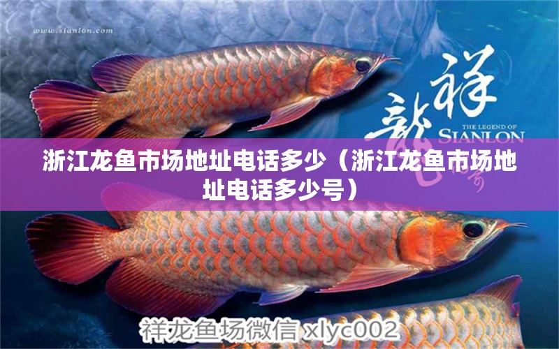 浙江龍魚市場地址電話多少（浙江龍魚市場地址電話多少號） 黃金貓魚