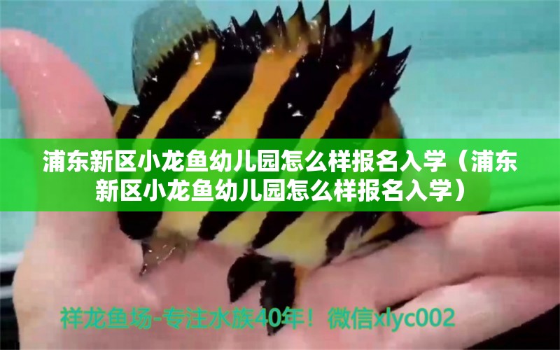 浦東新區(qū)小龍魚幼兒園怎么樣報(bào)名入學(xué)（浦東新區(qū)小龍魚幼兒園怎么樣報(bào)名入學(xué)） 祥龍水族醫(yī)院