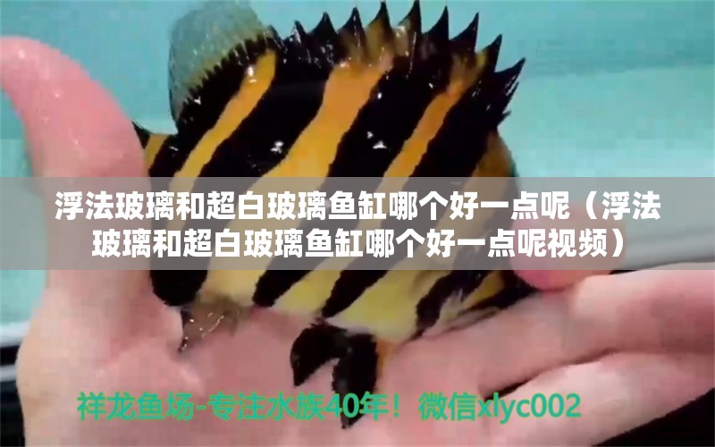 浮法玻璃和超白玻璃魚缸哪個好一點呢（浮法玻璃和超白玻璃魚缸哪個好一點呢視頻） 黃鰭鯧魚