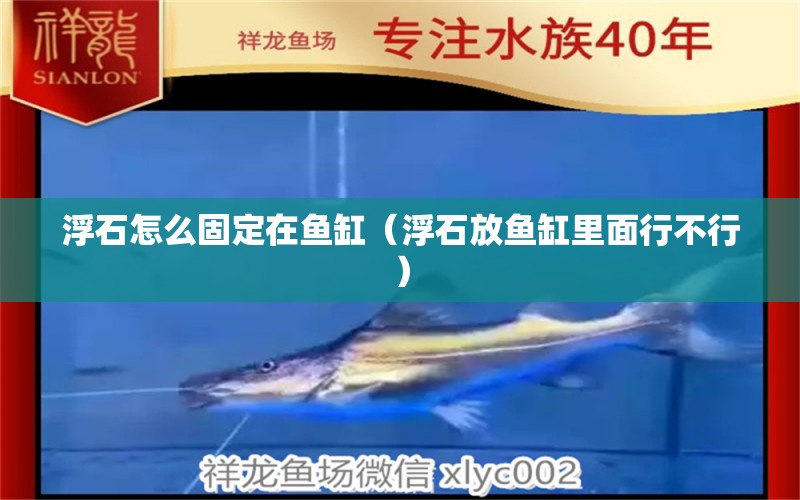 浮石怎么固定在魚缸（浮石放魚缸里面行不行） 貓貓 第1張