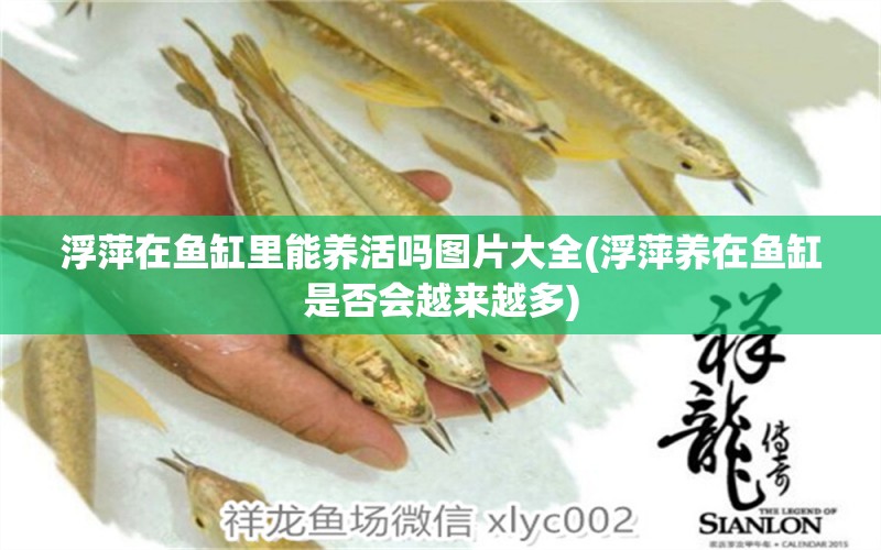 浮萍在魚(yú)缸里能養(yǎng)活嗎圖片大全(浮萍養(yǎng)在魚(yú)缸是否會(huì)越來(lái)越多)