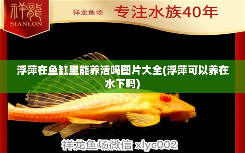 浮萍在魚(yú)缸里能養(yǎng)活嗎圖片大全(浮萍可以養(yǎng)在水下嗎)