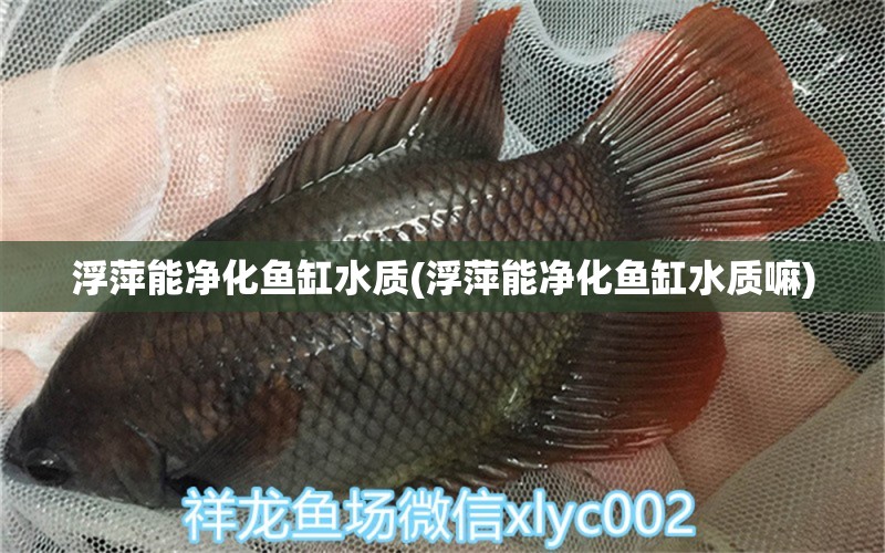 浮萍能凈化魚缸水質(zhì)(浮萍能凈化魚缸水質(zhì)嘛) 奈及利亞紅圓點(diǎn)狗頭