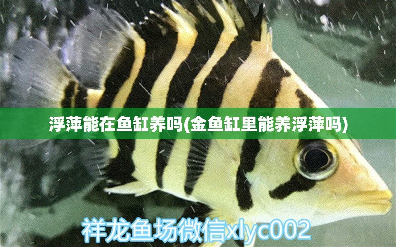 浮萍能在魚(yú)缸養(yǎng)嗎(金魚(yú)缸里能養(yǎng)浮萍嗎)