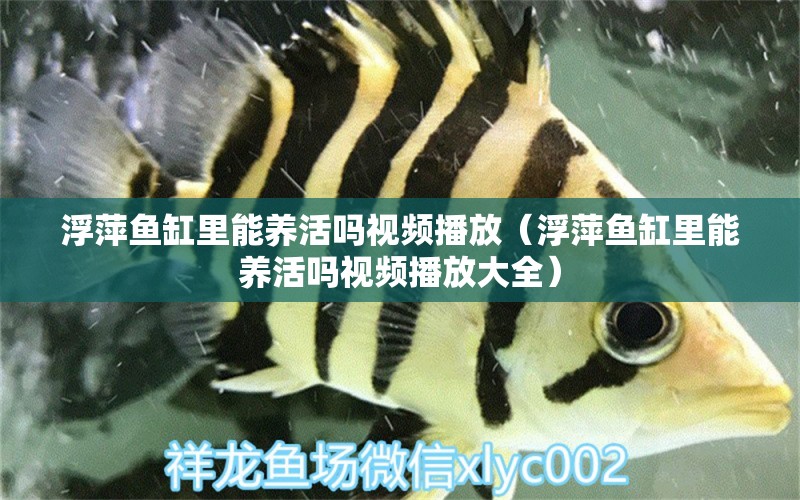 浮萍魚缸里能養(yǎng)活嗎視頻播放（浮萍魚缸里能養(yǎng)活嗎視頻播放大全） 祥龍水族醫(yī)院