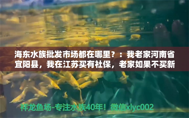 海東水族批發(fā)市場(chǎng)都在哪里？：我老家河南省宜陽(yáng)縣，我在江蘇買有社保，老家如果不買新農(nóng)合全家都買不了，怎么辦 觀賞魚水族批發(fā)市場(chǎng)