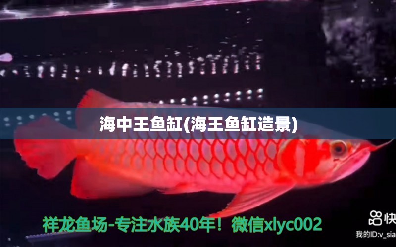 海中王魚(yú)缸(海王魚(yú)缸造景)