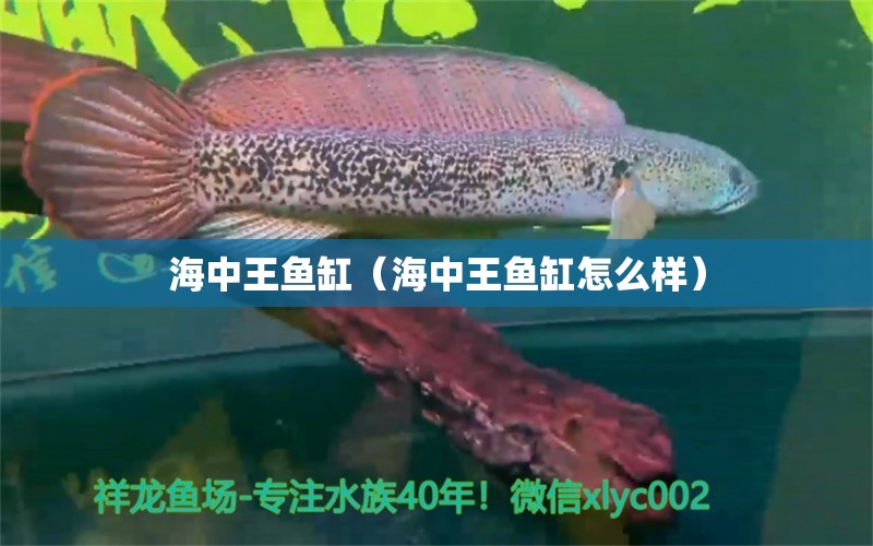 海中王魚(yú)缸（海中王魚(yú)缸怎么樣） 觀賞魚(yú)市場(chǎng)（混養(yǎng)魚(yú)）