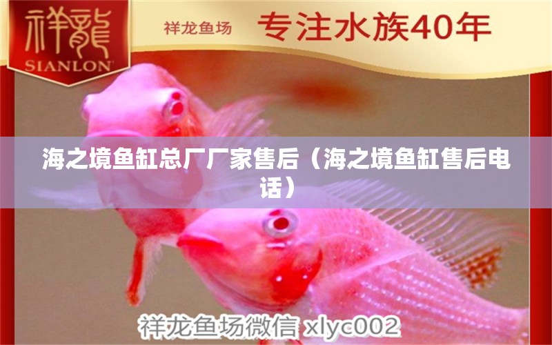 海之境魚缸總廠廠家售后（海之境魚缸售后電話） 女王大帆魚苗