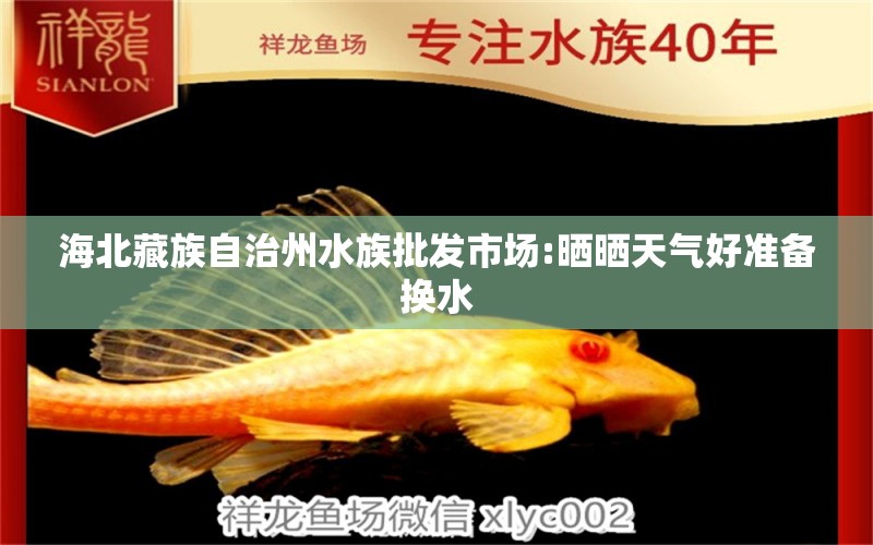 海北藏族自治州水族批發(fā)市場:曬曬天氣好準(zhǔn)備換水 觀賞魚水族批發(fā)市場