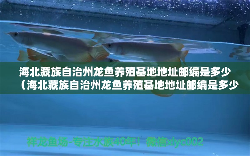 海北藏族自治州龍魚養(yǎng)殖基地地址郵編是多少（海北藏族自治州龍魚養(yǎng)殖基地地址郵編是多少號） 量子養(yǎng)魚技術(shù)