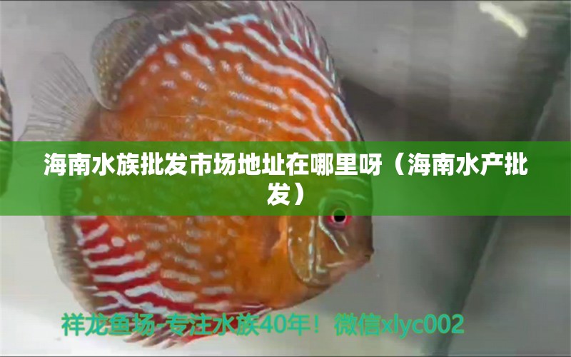 海南水族批發(fā)市場地址在哪里呀（海南水產(chǎn)批發(fā)） 觀賞魚批發(fā)