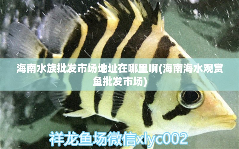 海南水族批發(fā)市場地址在哪里啊(海南海水觀賞魚批發(fā)市場) 觀賞魚批發(fā) 第1張