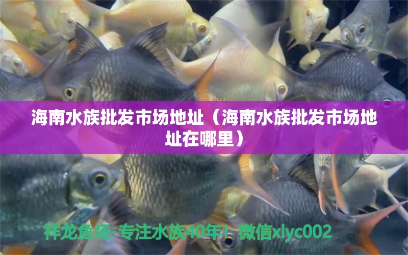 海南水族批發(fā)市場(chǎng)地址（海南水族批發(fā)市場(chǎng)地址在哪里） 觀賞魚水族批發(fā)市場(chǎng)