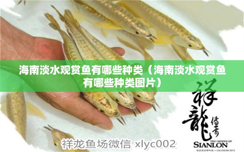 海南淡水觀賞魚(yú)有哪些種類（海南淡水觀賞魚(yú)有哪些種類圖片） 祥龍水族醫(yī)院