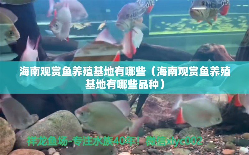 海南觀賞魚養(yǎng)殖基地有哪些（海南觀賞魚養(yǎng)殖基地有哪些品種）