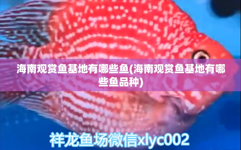 海南觀賞魚基地有哪些魚(海南觀賞魚基地有哪些魚品種) 非洲金鼓魚