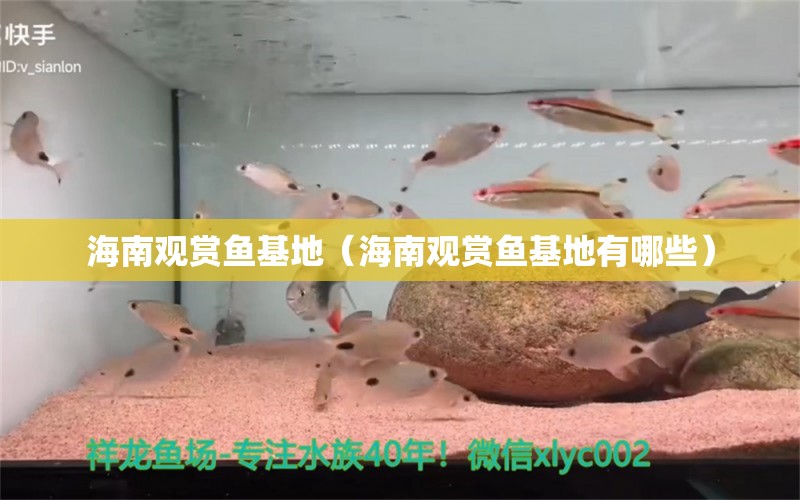 海南觀賞魚基地（海南觀賞魚基地有哪些）