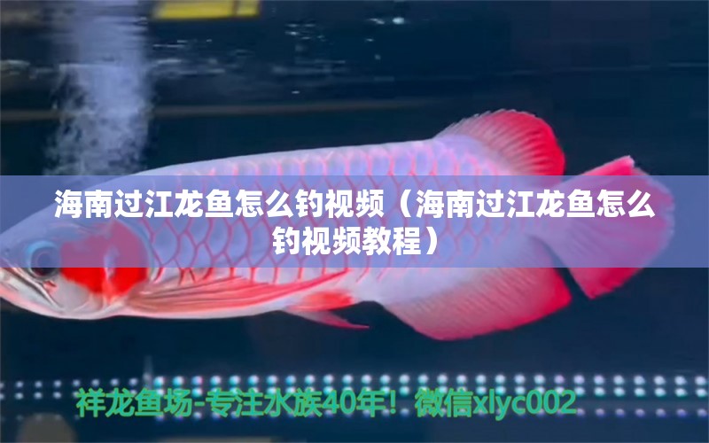 海南過江龍魚怎么釣視頻（海南過江龍魚怎么釣視頻教程） 垂釣樂園