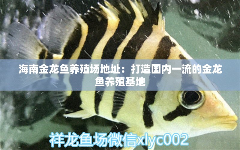 海南金龍魚養(yǎng)殖場地址：打造國內(nèi)一流的金龍魚養(yǎng)殖基地