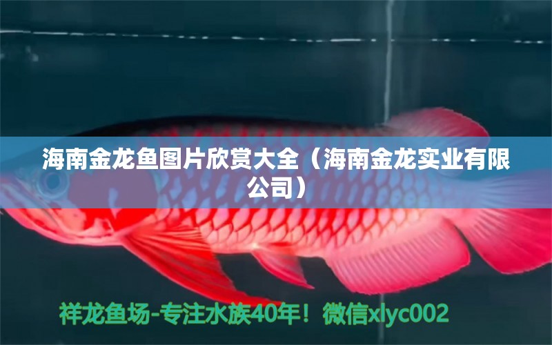 海南金龍魚圖片欣賞大全（海南金龍實(shí)業(yè)有限公司） 大嘴鯨魚