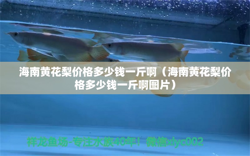 海南黃花梨價格多少錢一斤啊（海南黃花梨價格多少錢一斤啊圖片） 文玩