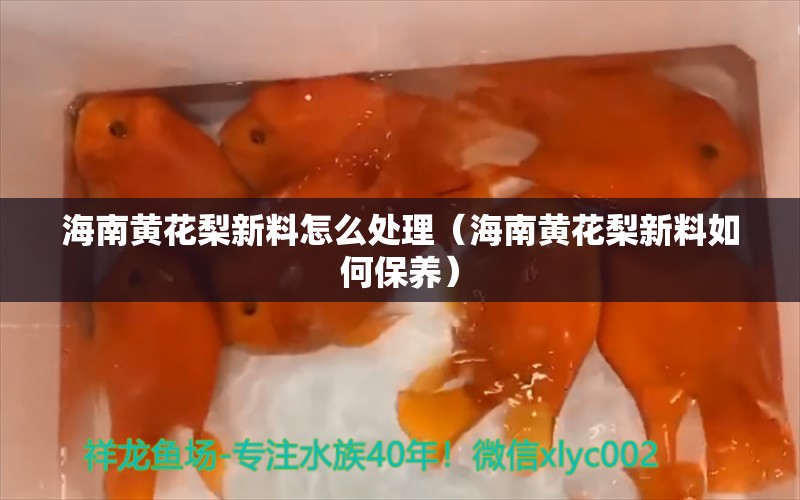 海南黃花梨新料怎么處理（海南黃花梨新料如何保養(yǎng)） 文玩