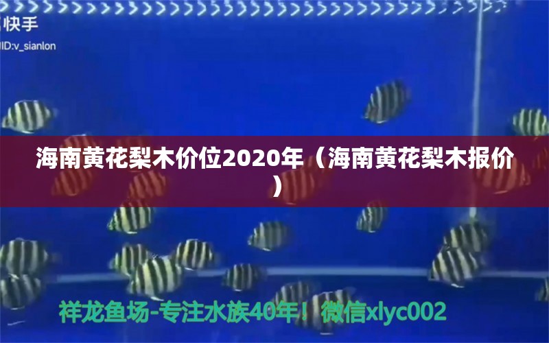 海南黃花梨木價(jià)位2020年（海南黃花梨木報(bào)價(jià)） 文玩