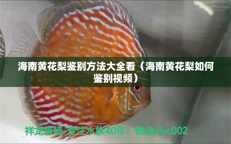 海南黃花梨鑒別方法大全看（海南黃花梨如何鑒別視頻） 文玩