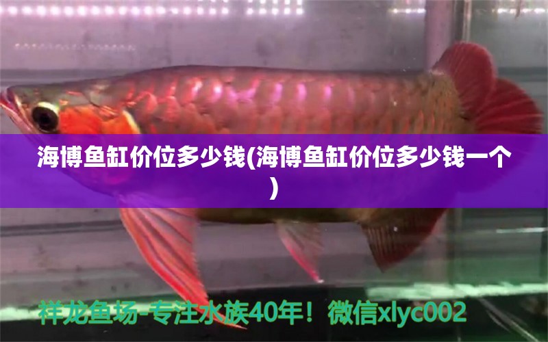 海博魚缸價(jià)位多少錢(海博魚缸價(jià)位多少錢一個(gè)) 稀有金龍魚